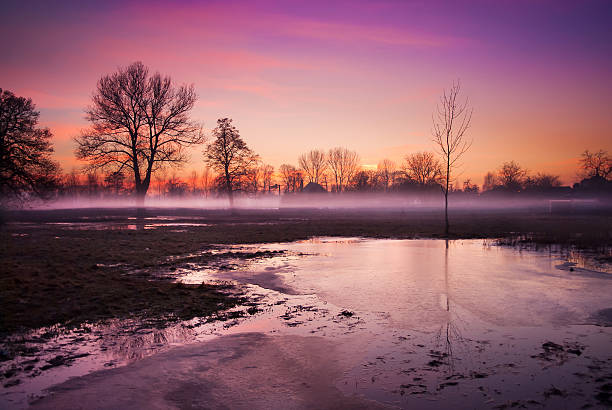 outono neblina sobre o marsh - fog tree purple winter imagens e fotografias de stock