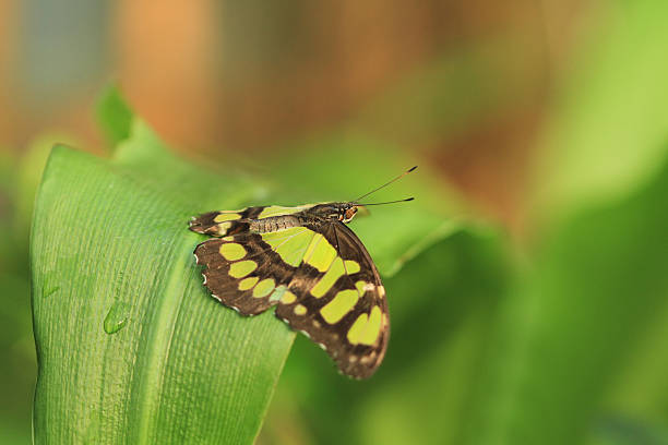 Butterfly Resting On Leaf stock photo