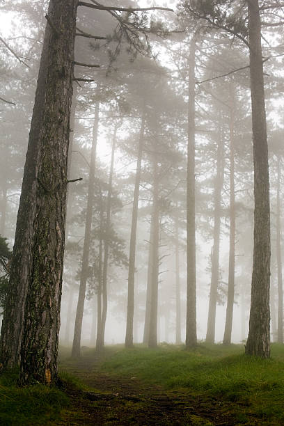 istock Running out of forest 137444665