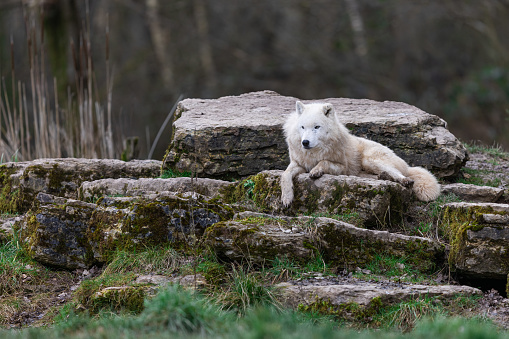 White wolf resting in the forest
