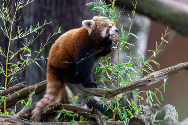 istock A red panda eating bamboo in the forest 1374447781