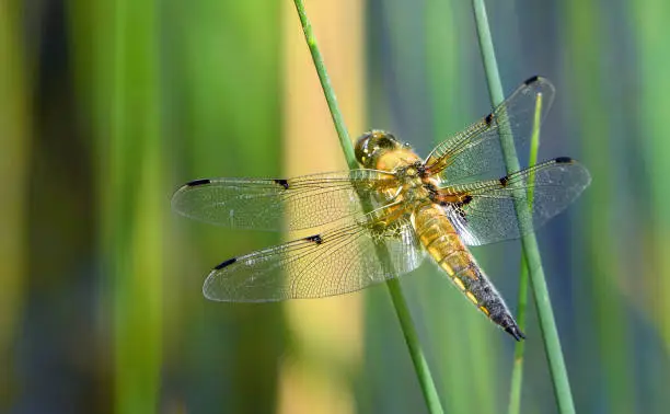Four Spotted Libellula or four spotted chaser dragonfly perched on grass.
