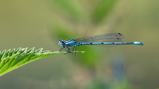 Common blue damselfly on nettle leaf  isolated with out of focus background.