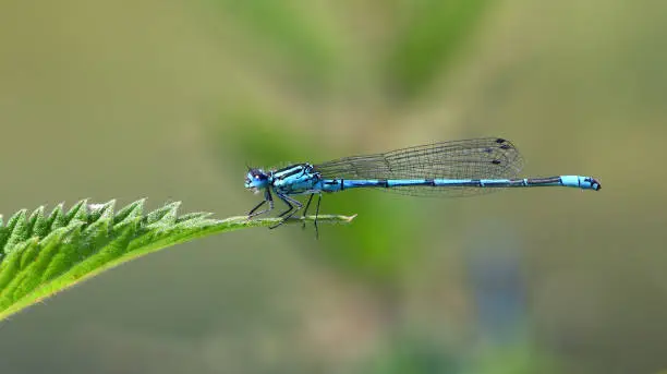 Photo of Common blue damselfly on nettle leaf  isolated with out of focus background.