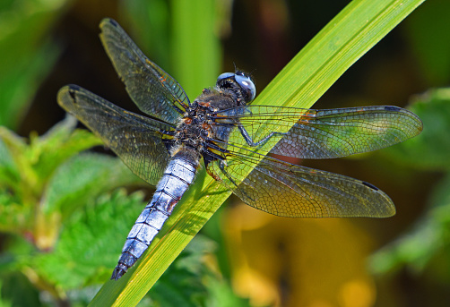 A Broad-bodied Chaser Dragonfly at rest in sunlight with wings open.