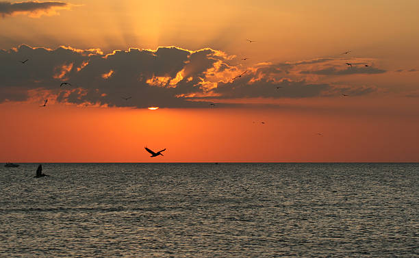 Pelicans at sunset in Florida stock photo