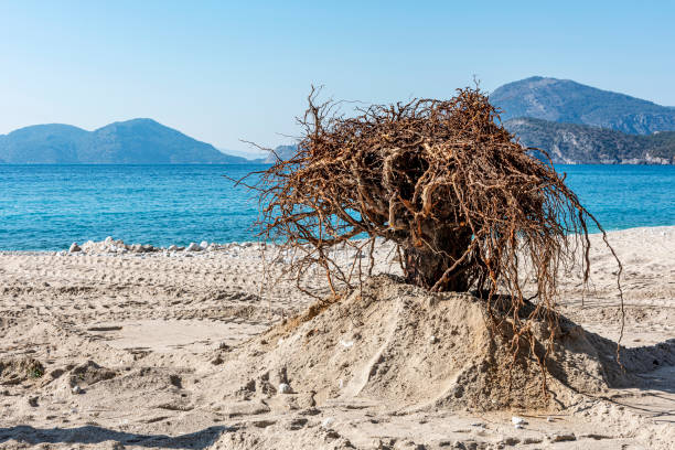 Brown withered tree and branches buried in sand at seaside beach in Fethiye, Turkey.