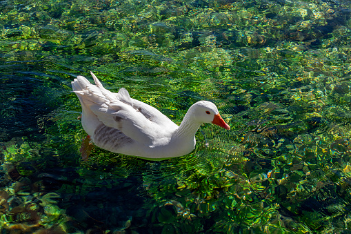 One white goose swimming in clear shallow water in the river. Green underwater background.