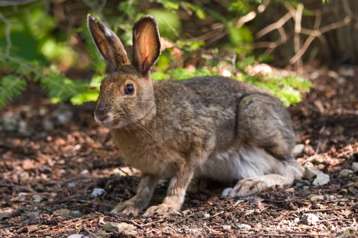 A hare sitting on the forest floor looking at the camera