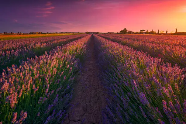 Photo of Lavender flowers fields and beautiful sunset. Marina di Cecina, Livorno, Tuscany, Italy
