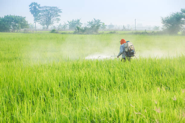 istock Harvesting rice in Thailand 1374485236