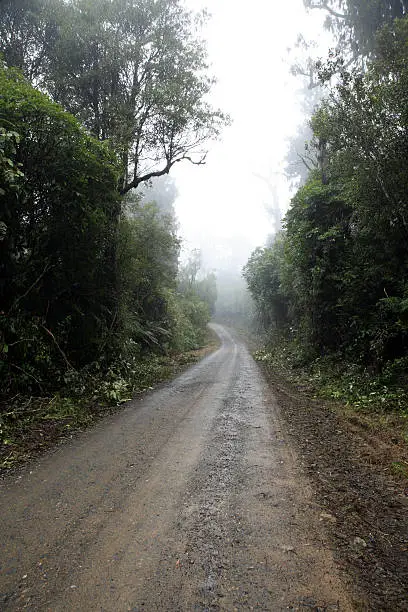 Gravel road through forest