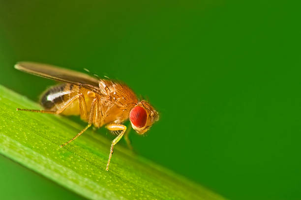 Male fruit fly on a blade of grass macro Male common fruit fly (Drosophila Melanogaster) - about 2 mm long - sitting on a blade of grass with green foliage background compound eye photos stock pictures, royalty-free photos & images