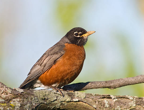 istock American Robin resting on a large branch 137448942