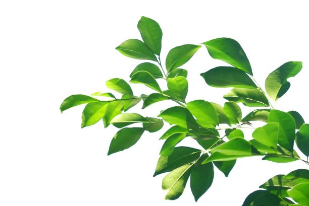istock Tropical tree leaves with branches and sunlight on white isolated background 1374489542