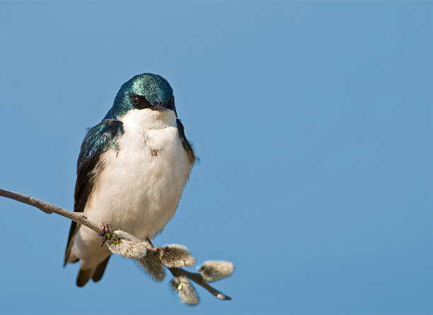 istock Small tree swallow sitting on a pussy willow branch 137449039