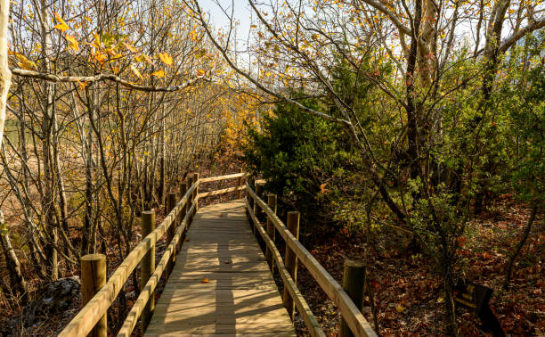 istock wooden cube road among plane trees in autumn 1374499155