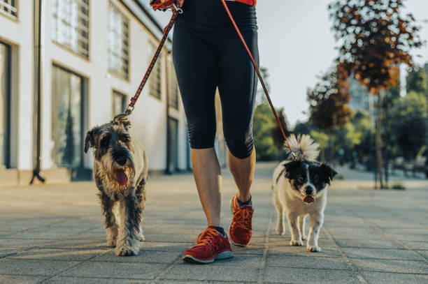 istock Unrecognizable aged woman walking her dogs on a leash 1374500746