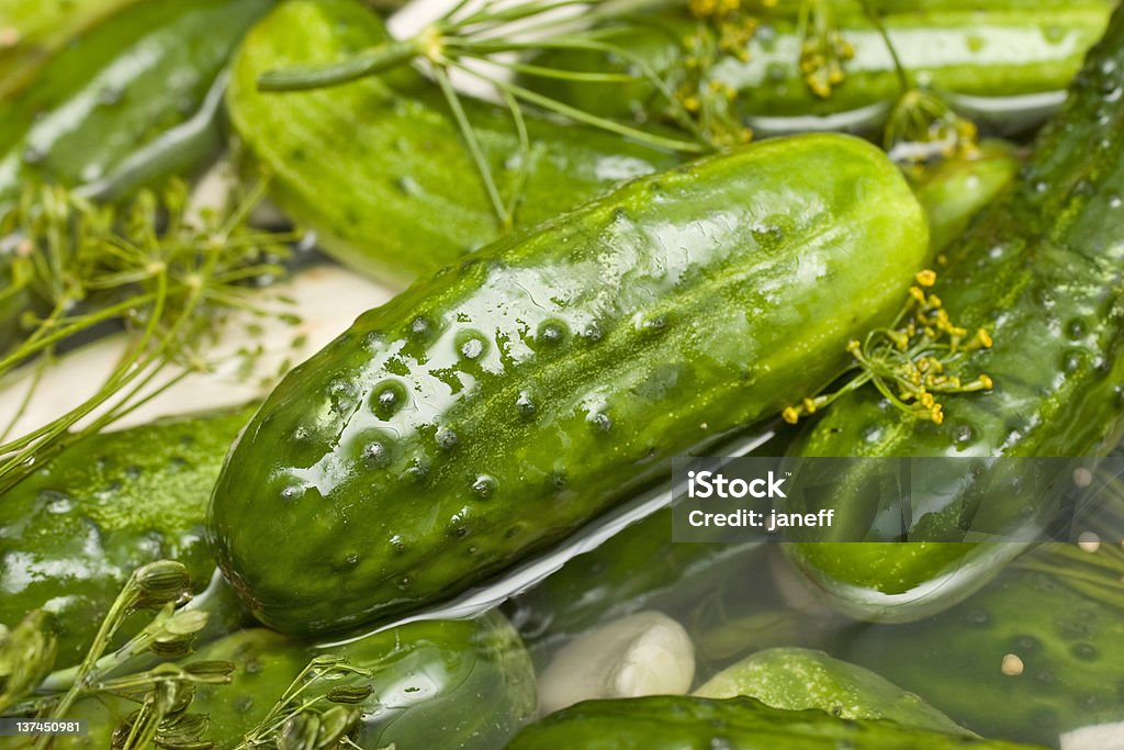 Homemade fresh dill pickle Close up of freshly made dill pickles Half Full Stock Photo