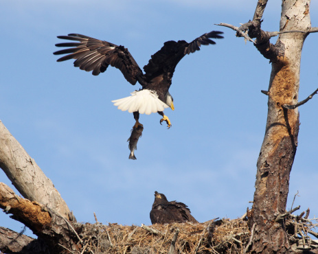 Bald eagle feeding fish to eaglets
