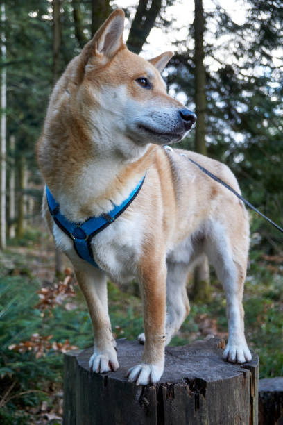 istock red shiba inu dog posing on a tree trunk 1374518140