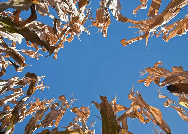 Tall cornstalks photographed from below, forming an oval border