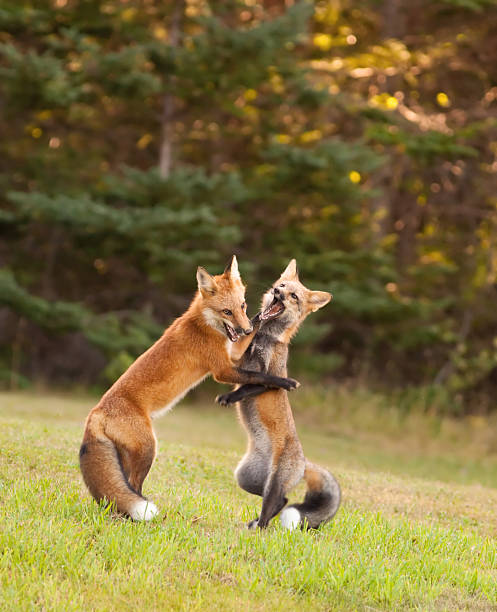 istock Young foxes honing their fighting skills 137451852