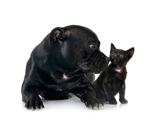 istock staffordshire bull terrier and kitten 1374523598