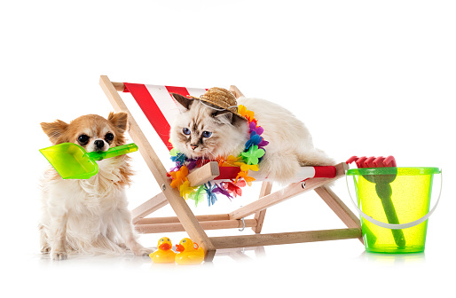 birman cat and chihuahua in front of white background