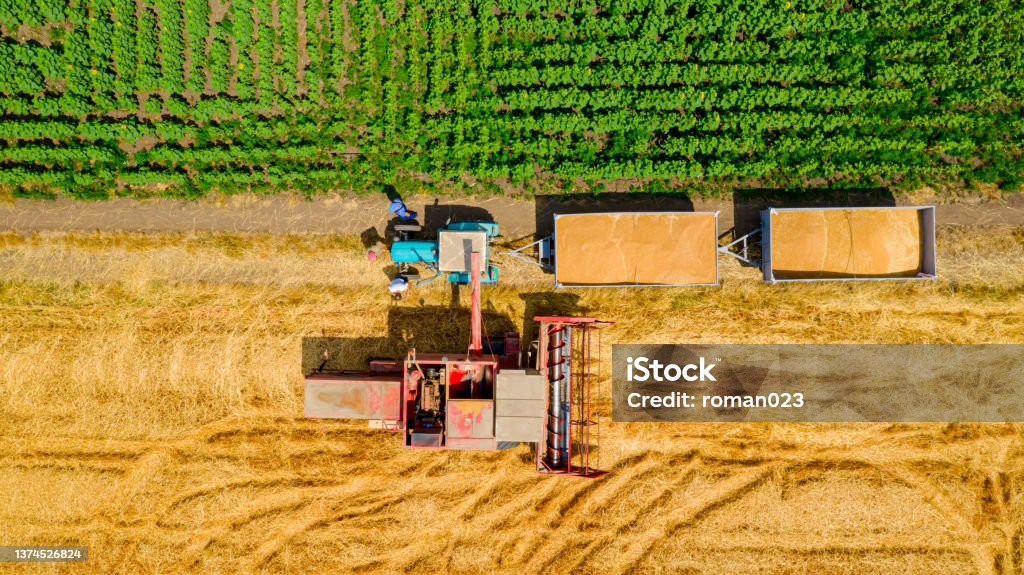 Above view on combine transferring freshly harvested cereal into trailer for transport Aerial top view of transshipment from agricultural harvester, combine to the trailer, unloading harvested wheat. Above Stock Photo