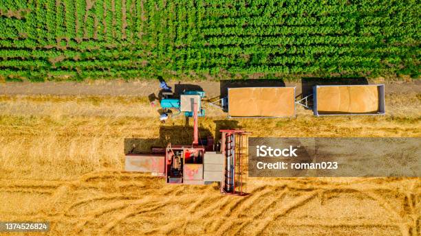 Above View On Combine Transferring Freshly Harvested Cereal Into Trailer For Transport Stock Photo - Download Image Now