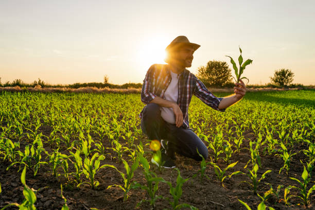 agriculture - corn crop corn field agriculture imagens e fotografias de stock