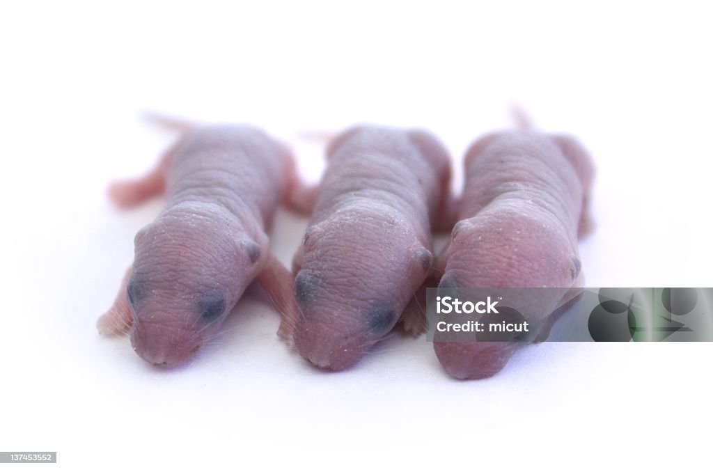 Trzy newborn myszy - Zbiór zdjęć royalty-free (Biały)