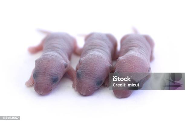 Trzy Newborn Myszy - zdjęcia stockowe i więcej obrazów Biały - Biały, Bliski, Brzydota