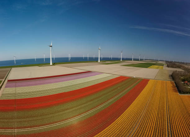 istock Tulips growing in agricultural fields with wind turbines in the background during springtime seen from above 1374535907