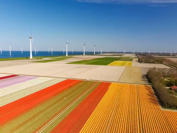istock Tulips growing in agricultural fields with wind turbines in the background during springtime seen from above 1374538078
