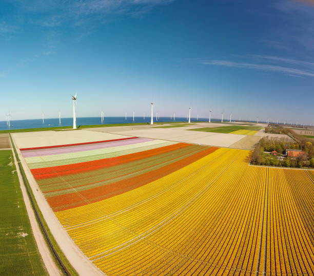 istock Tulips growing in agricultural fields with wind turbines in the background during springtime seen from above 1374539325