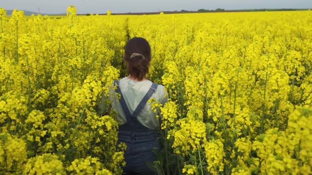 Rear view of a young girl walking through the canola field