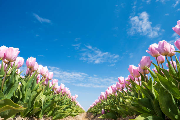 istock Tulips in pink growing in a field during a beautiful springtime day 1374543443