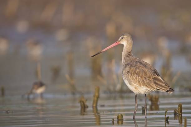 istock Black Tailed Godwit at Kumbhargaon Lake 1374544602