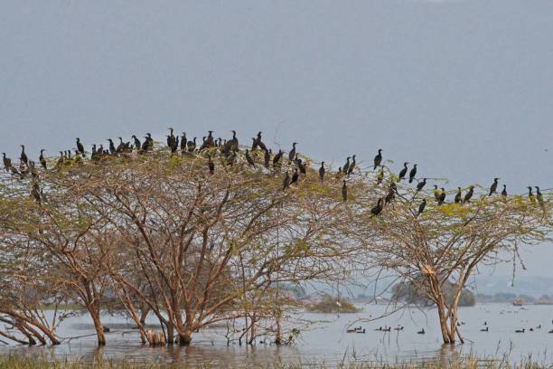 istock Cormorants resting on a tree in the evening 1374544662