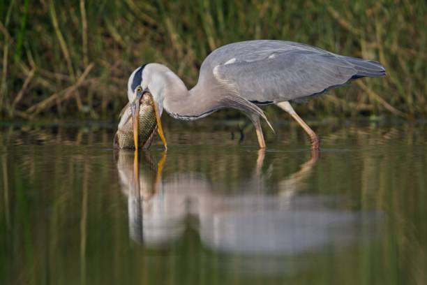 istock A grey Heron with a large fish in its beak 1374544806