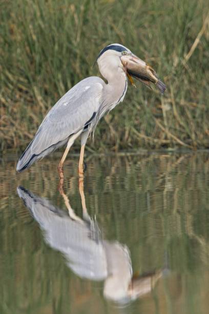 istock A grey Heron with a large fish in its beak 1374544886