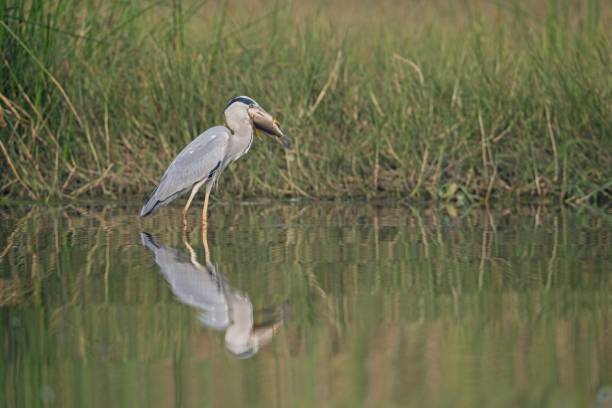 istock A grey Heron with a large fish in its beak 1374544887