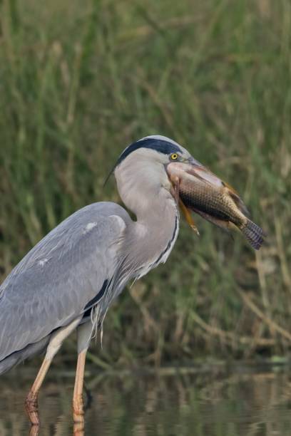 istock A grey Heron with a large fish in its beak 1374544888