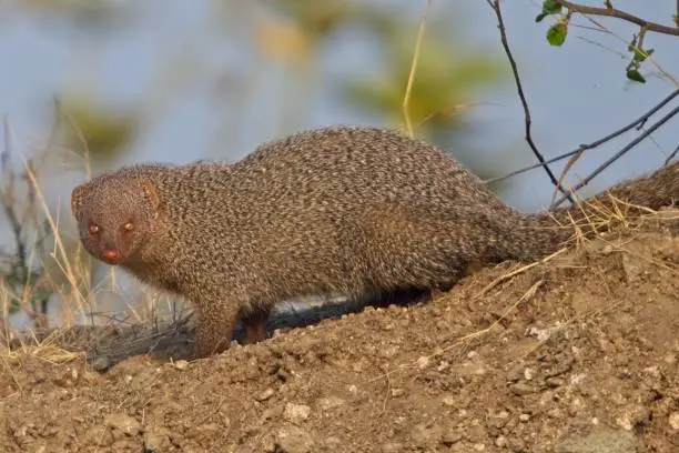 Photo of Indian Grey Mongoose on a hillock