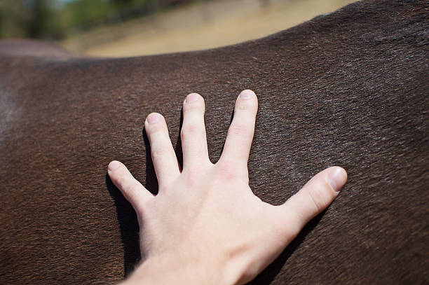 istock A Man and His Horse 137454514