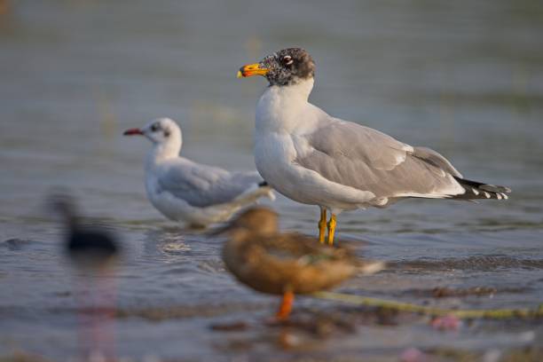 gaviota de pallas de pie en aguas poco profundas en el lago kumbhargaon - larus ichthyaetus fotografías e imágenes de stock