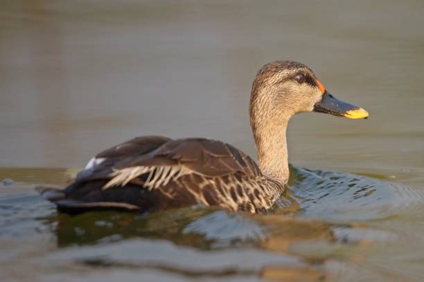 istock Spot Billed duck at Kumbhargaon Lake 1374546733