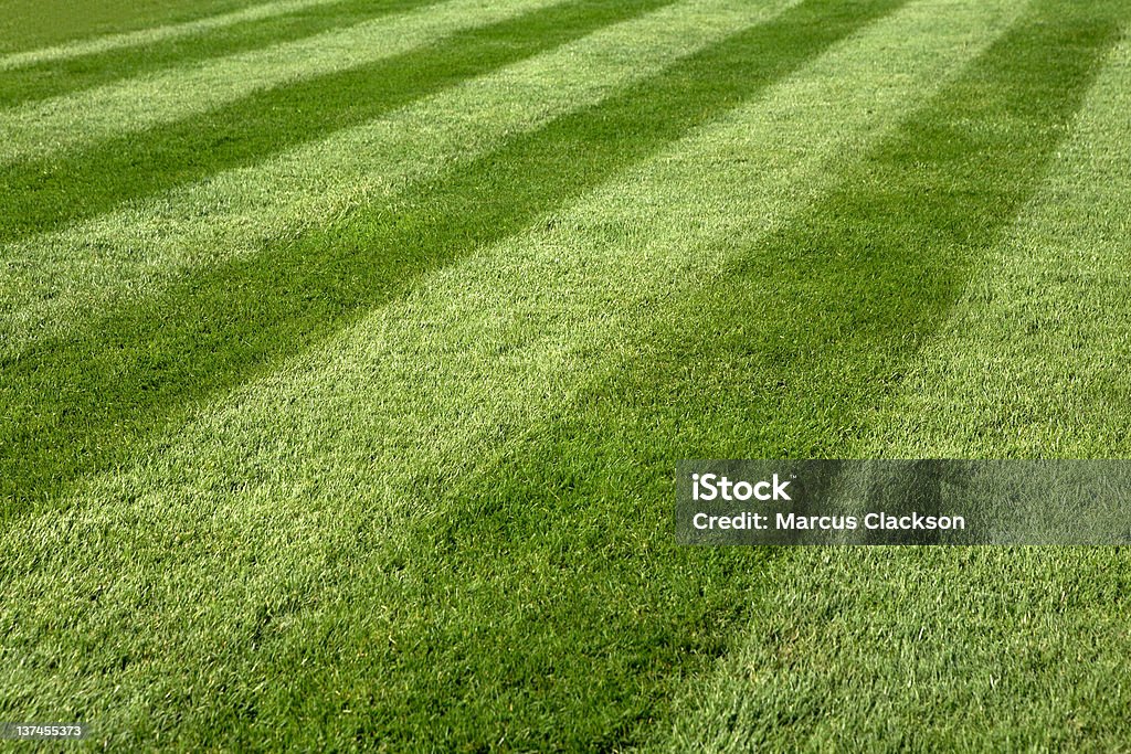 Sommer-Rasen - Lizenzfrei Gestreift Stock-Foto